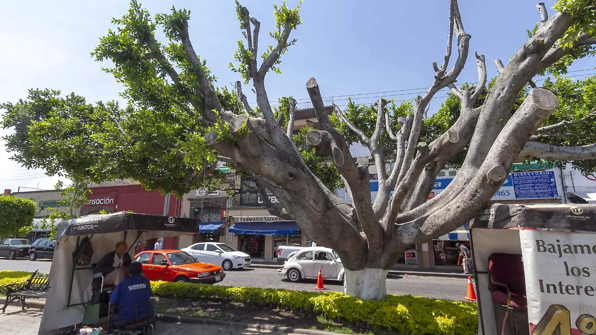 Hace dos años, se contabilizaron alrededor de 200 árboles enfermos en la zona centro. Foto César Ortiz